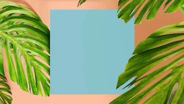 Tropical Deja Monstera Con Cuadrado Gris Para Texto Sobre Fondo — Foto de Stock