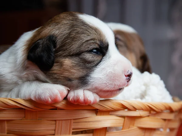 Porträt Von Jack Russell Terrier Hundewelpen Rutschen — Stockfoto