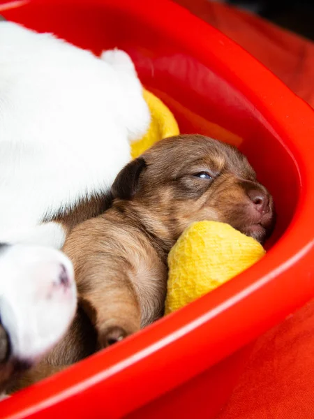 Cachorro Recién Nacido Duerme Una Cesta Roja — Foto de Stock