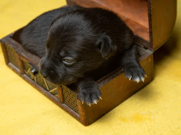 Portret Van Zwarte Jack Russell Terrier Hond Puppies Glijden Doos — Stockfoto