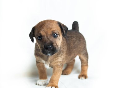 Beyaz arkaplan önünde Parson Russell Terrier yavruları