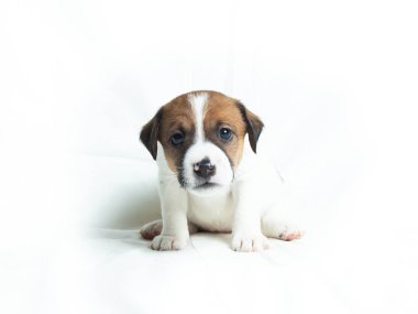 Beyaz arkaplan önünde Parson Russell Terrier yavruları