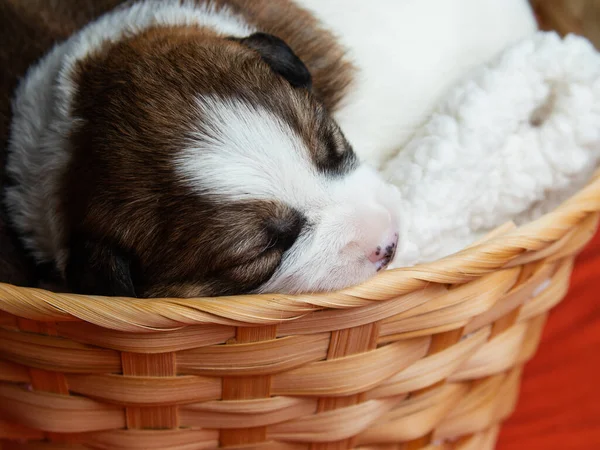 ラッセル テリアの子犬が寝てる 新生児の子犬は — ストック写真