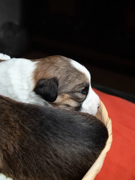 Parson Russell Terrier小狗在睡觉新生婴儿 — 图库照片