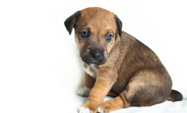 白い背景のカメラを見ている子犬は — ストック写真