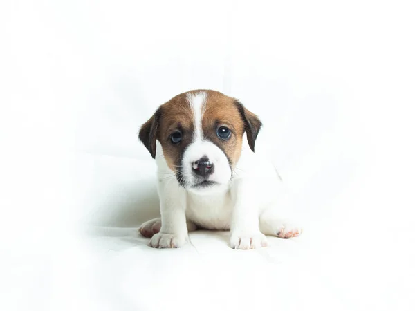 Beyaz arkaplan önünde Parson Russell Terrier yavruları