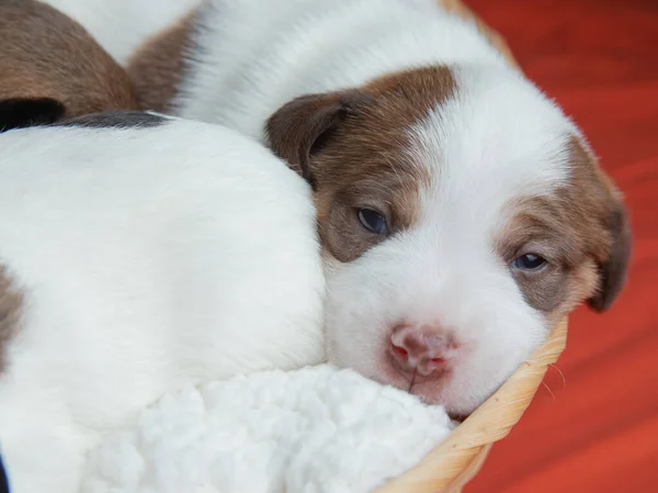 Parson Russell Terrier Cachorros Cão Cão — Fotografia de Stock