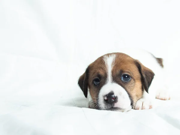 Parson Russell Terrier Puppies Voor Witte Achtergrond — Stockfoto