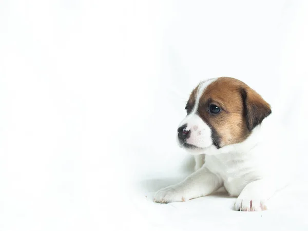 Parson Russell Terrier Puppy Voor Witte Achtergrond — Stockfoto