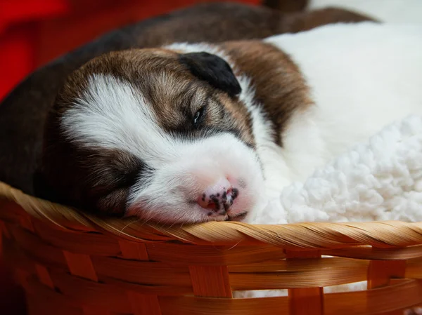 Los Cachorros Del Pastor Russell Terrier Están Durmiendo Cachorros Recién —  Fotos de Stock