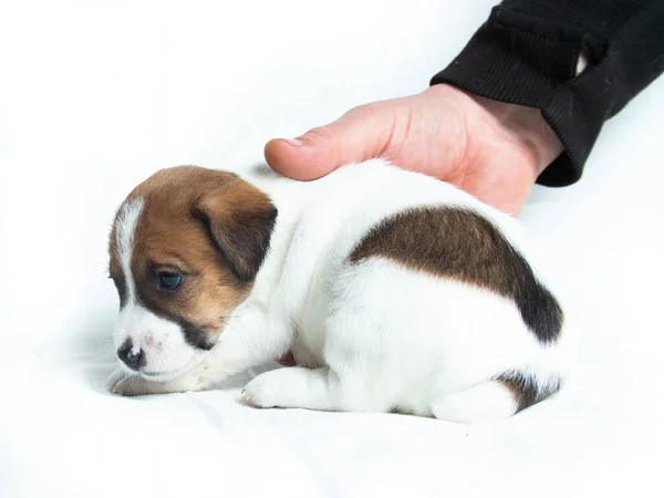 Parson Russell Terrier Puppies Voor Witte Achtergrond — Stockfoto