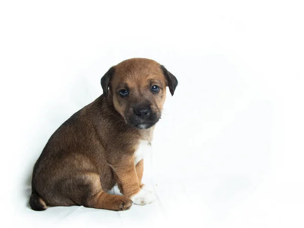 Parson Russell Terrier Puppies Voor Witte Achtergrond — Stockfoto