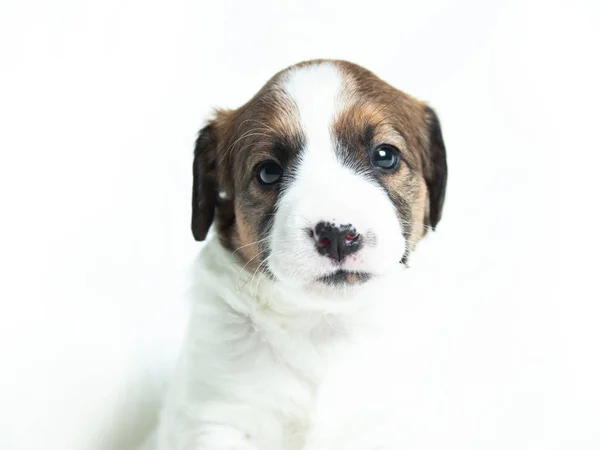 Parson Russell Terrier Puppy Zitten Voorkant Van Witte Achtergrond — Stockfoto