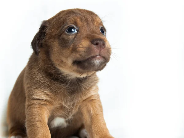 Leuke Parson Russell Terrier Puppies Voorkant Van Witte Achtergrond — Stockfoto