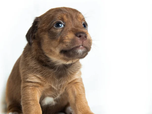 Carino Parson Russell Terrier Cuccioli Fronte Sfondo Bianco — Foto Stock