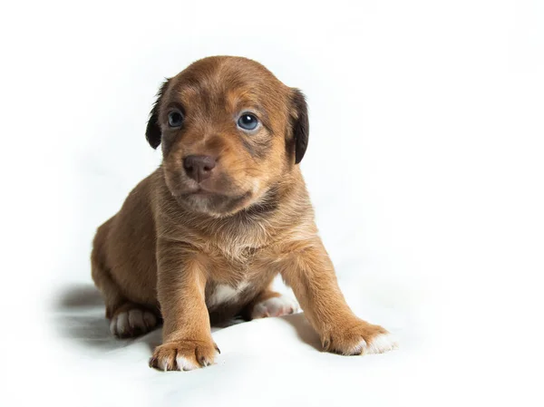 Leuke Parson Russell Terrier Puppies Voorkant Van Witte Achtergrond — Stockfoto