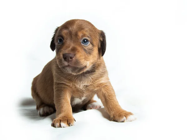 Carino Parson Russell Terrier Cuccioli Fronte Sfondo Bianco — Foto Stock