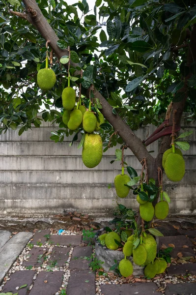 Pohon Jackfruit Yang Menghasilkan Buah Buahan Menunggu Untuk Dipanen — Stok Foto