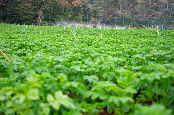 Irrigation System Function Watering Agricultural Plants Field Irrigation Sprinkler System — Stock Photo, Image