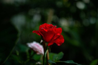 Güzel romantik kırmızı gül yağmurda.