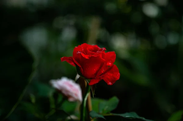 Hermosa Rosa Roja Romántica Bajo Lluvia —  Fotos de Stock