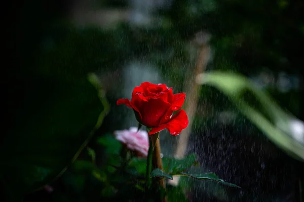 Hermosa Rosa Roja Romántica Bajo Lluvia — Foto de Stock