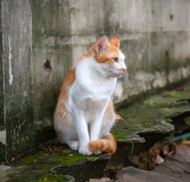 Kızıl kedi duvarda oturur, kameraya bakar..