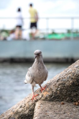 Nehrin kenarındaki merdivenlerde gri bir güvercin duruyordu..