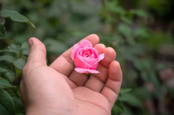 Rosa Rosa Que Estaba Punto Florecer Fue Tocada Tiernamente Mano —  Fotos de Stock