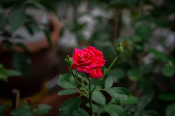 Vackra Röda Rosor Blommar Trädgården — Stockfoto