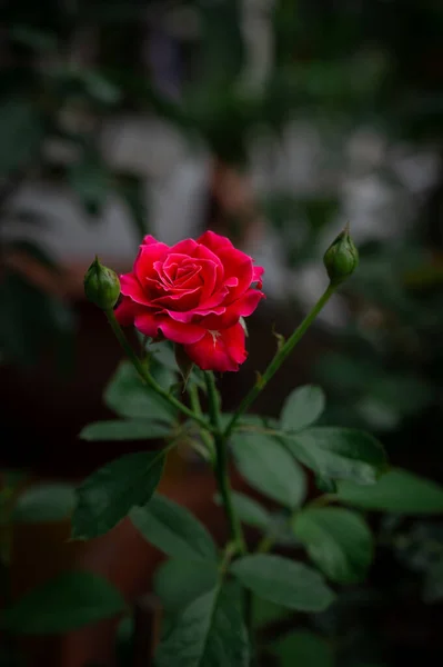 Саду Цветут Прекрасные Красные Розы — стоковое фото