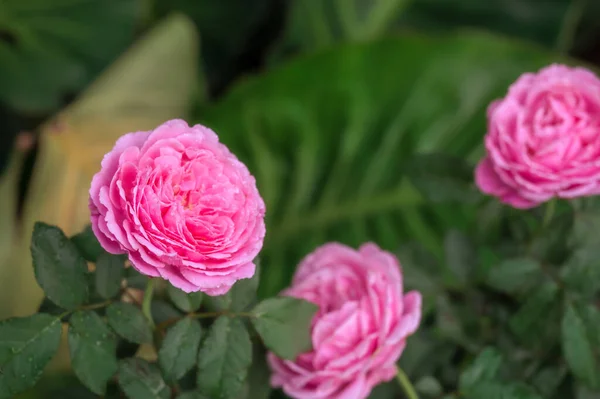 Una Hermosa Rosa Rosa Con Gotitas Agua Que Los Pétalos —  Fotos de Stock