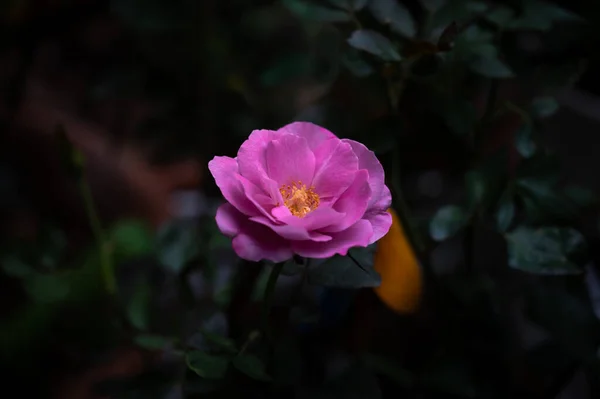 Belle Rose Fleurit Dans Jardin Été — Photo