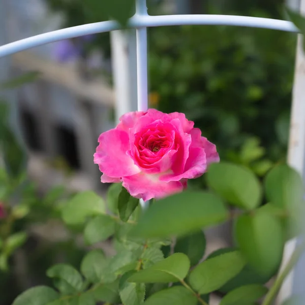Rosa Rosa Flor Jardín Naturaleza —  Fotos de Stock