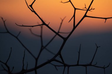 Gün batımlı dalların silueti. Doğa ve arkaplan.