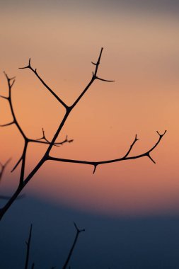 Gün batımlı dalların silueti. Doğa ve arkaplan.