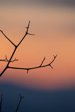 Gün batımlı dalların silueti. Doğa ve arkaplan.