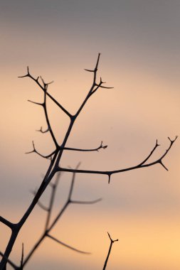 Gün batımlı dalların silueti. Doğa ve arkaplan.