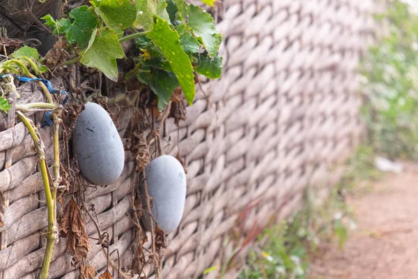 Ahşap duvarda kış karpuzu asılı. Doğa ve yiyecek..