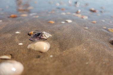 Sahilde birkaç kabukları