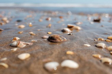 Sahilde birkaç kabukları