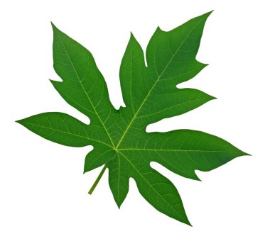 Beyaz arkaplanda Papaya yaprağı izole