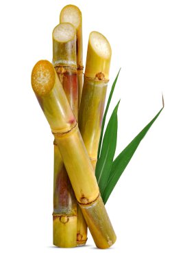 Sugarcane isolated on white background clipart