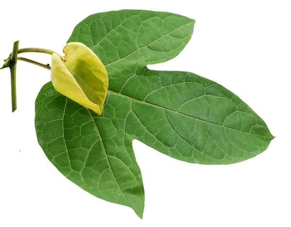 Hoja Gac Flor Aisladas Sobre Fondo Blanco — Foto de Stock