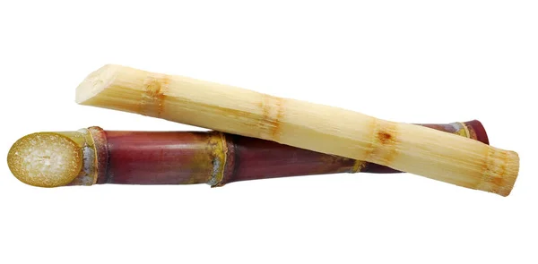 Sugarcane Isolated White Background — Stock Photo, Image
