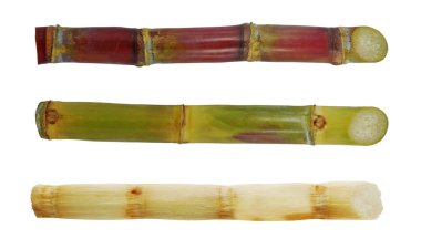 Beyaz arkaplanda izole şeker kamışı