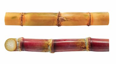 Beyaz arkaplanda izole şeker kamışı