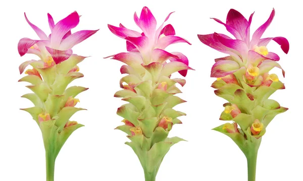 Kurkuma Blume Isoliert Auf Weißem Hintergrund — Stockfoto