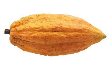 Beyaz arka planda izole edilmiş kakao veya kakao meyvesi