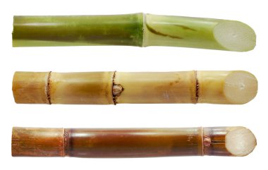 Beyaz arkaplanda izole şeker kamışı